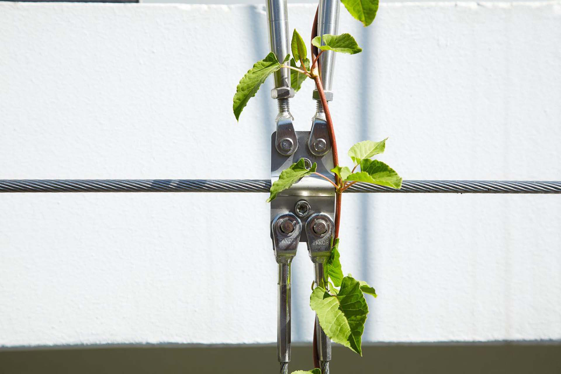 A plant climbing on steel cable and cable connector