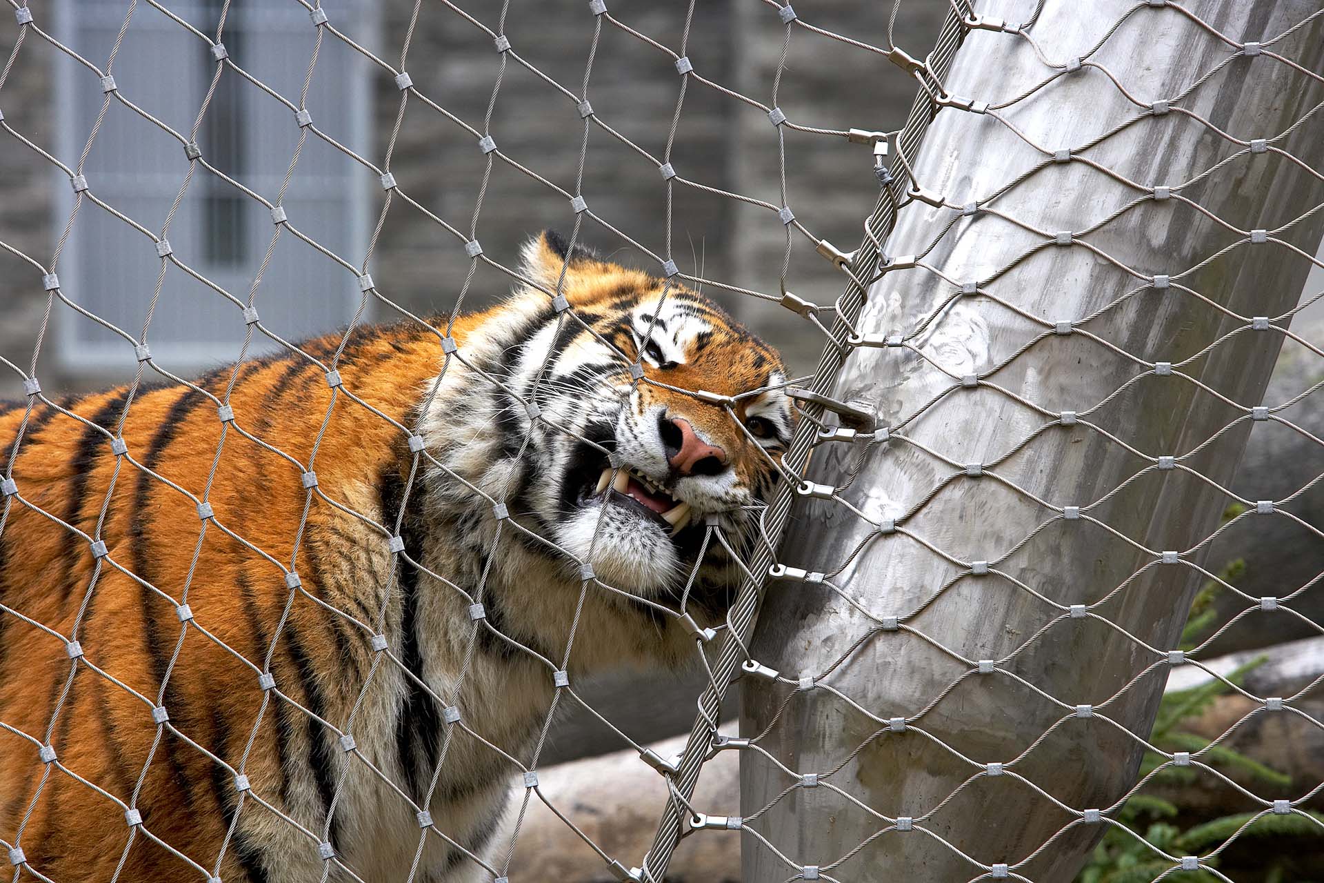 Tiger enclosure in Krakow, made of Jakob Webnet
