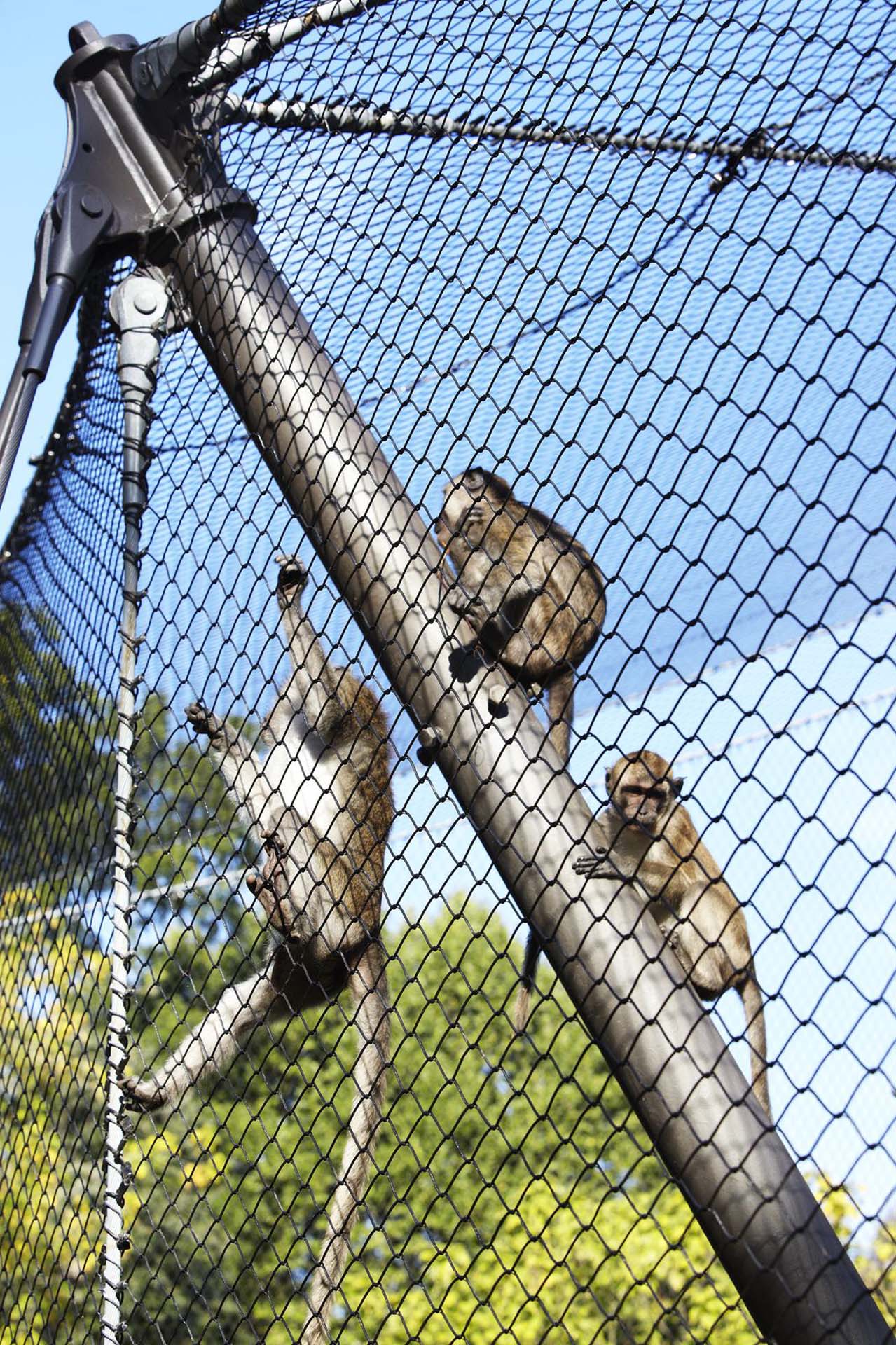Macaque Enclosure, Basel Zoo