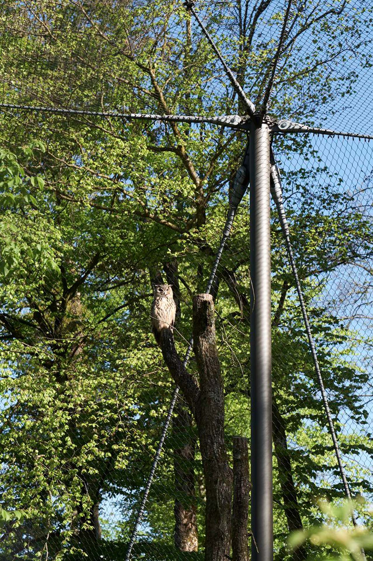Webnet owl aviary, Bern