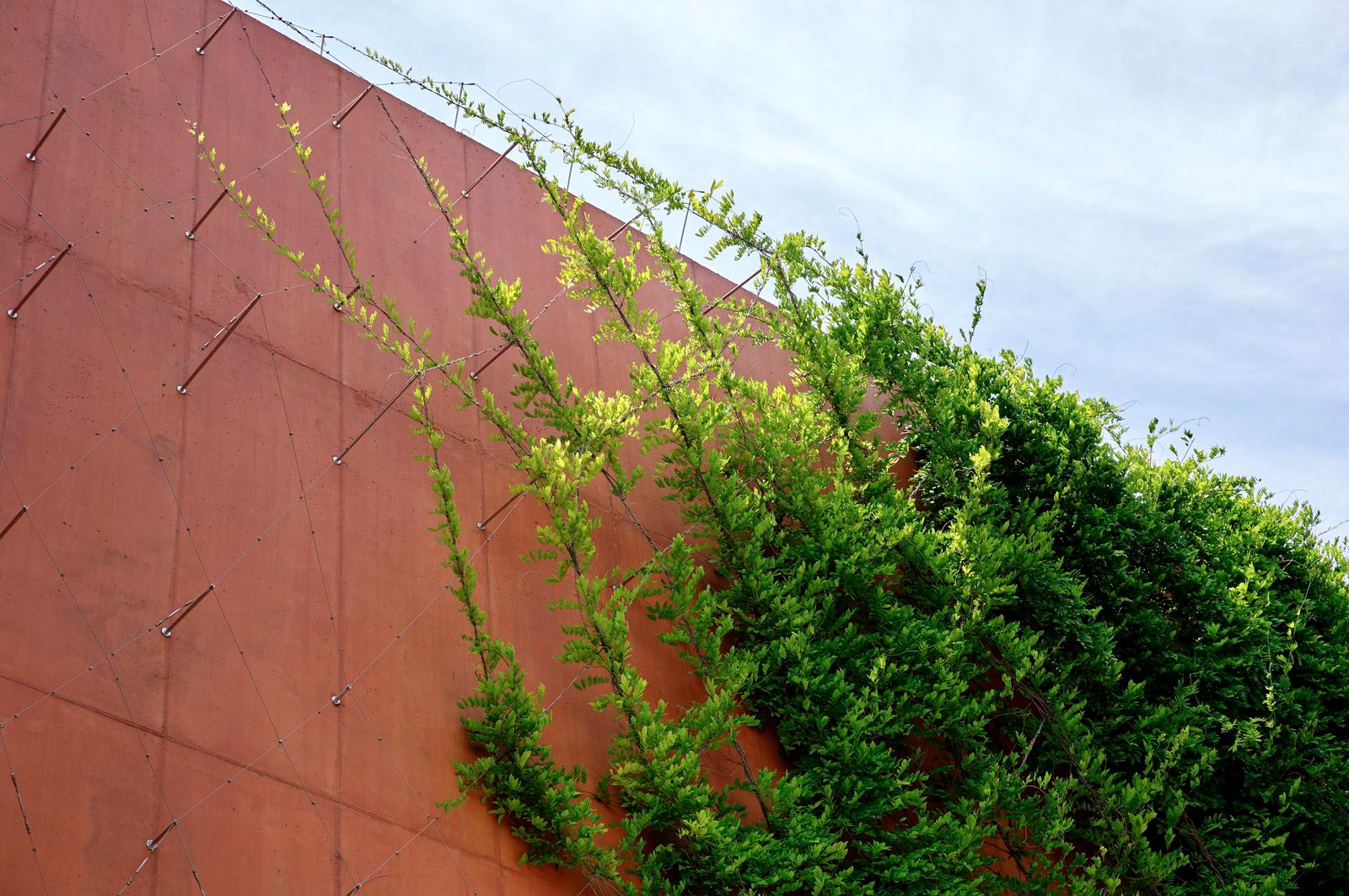 Green facade in Barcelona with Jakob Rope Systems