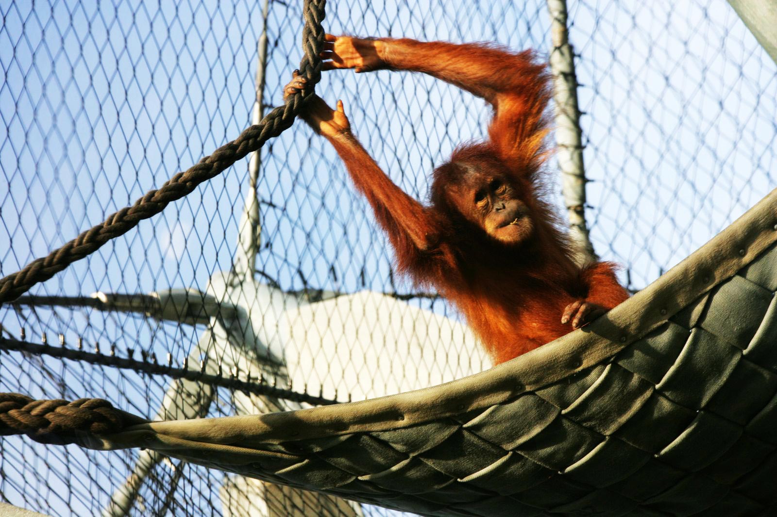 Orang Utan playing with rope in Basel zoo