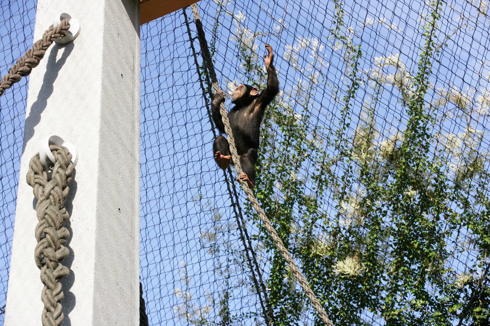 Ape playing with ropes in basel zoo