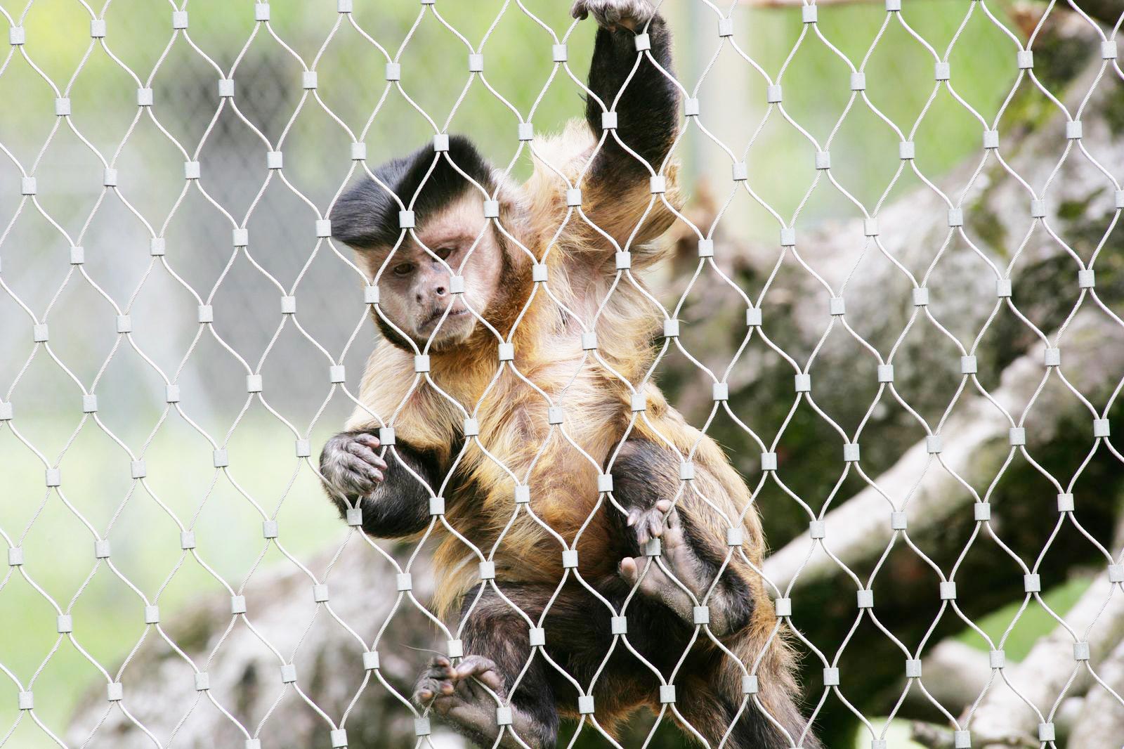 Ape in Basel zoo behind webnet