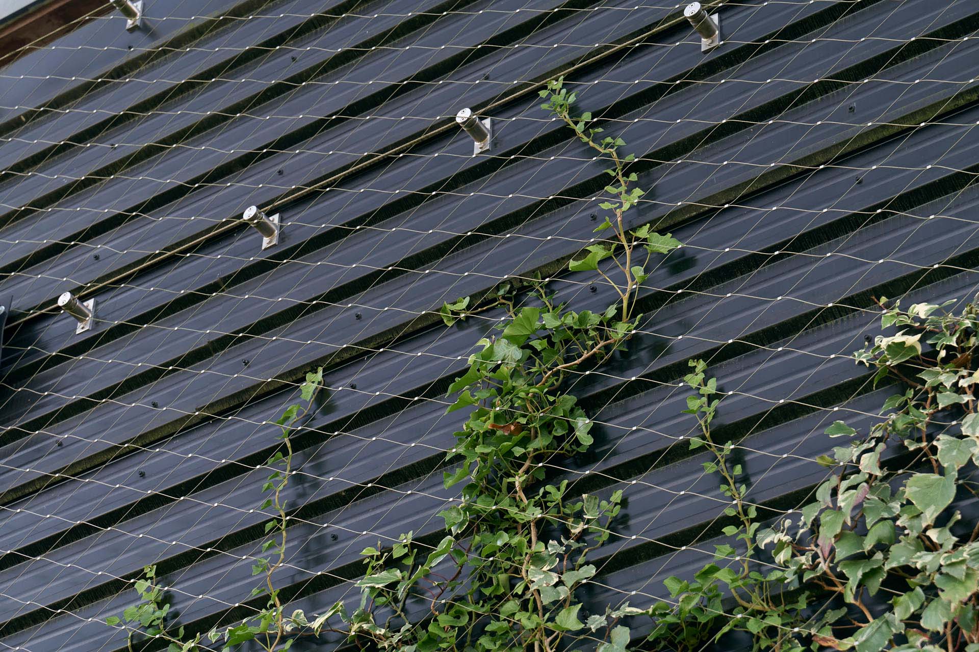 Ivy growing on a facade with a support structure of steel cables