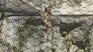 monkey climbing in animal enlcosure made of webnet