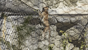 monkey climbing in animal enlcosure made of webnet