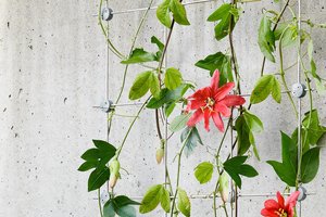 Ein Bild vom Edelstahlbegrünungsset GreenKit mit Pflanzen vor einer Betonwand