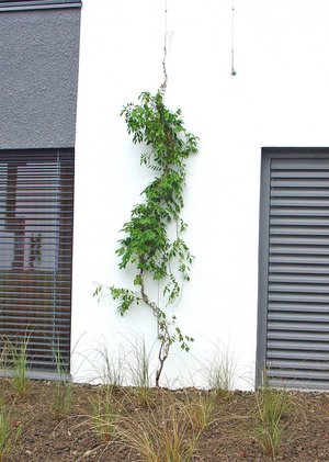 Start of greening in 2011.