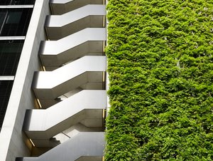 Climbing Plants on parking house