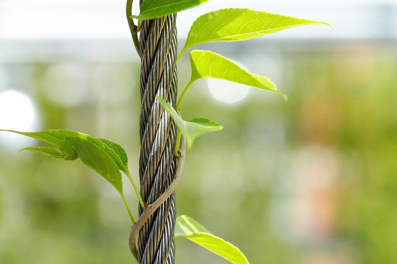 Câbles en acier inoxydables pour plantes grimpantes